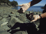 A Scientist Holds Oil-Covered Rocks Pulled from a Crevice