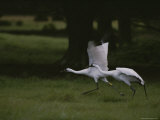 Whooping Cranes in Saint Cloud, Where They are Being Reintroduced