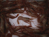 A Fresh Catch of Shrimp from Knight Inlet, British Columbia