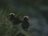 A Pair of Tufted Puffins Survey Their Surroundings