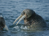 An Atlantic Walrus Surfaces for Air During a Swim