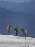One Male and Two Female Wapitis, or Elk
