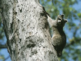Buy A Raccoon on a Tree Trunk in Rock Creek Park at AllPosters.com