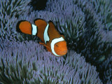 Buy A Clown Anemonefish of the Western Pacific on Sea Anemone Tentacles at AllPosters.com