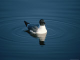 A Black-Headed Seagull Swims on the Blue Surface of a Marsh