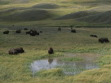 Bison Herd in Hayden Valley, Yellowstone National Park