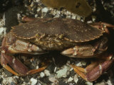 A Close View of a Red Rock Crab, Cancer Irroratus