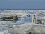 A Female Polar Bear and Her Cubs Approach a Group of Walruses