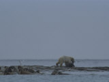 A Polar Bear Drags off a Walrus Calf by the Head