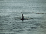 The Dorsal Fin of a Killer Whale Rides High Above the Waters Surface