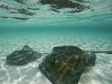 Two Southern Stingrays Swim in Pristine Waters