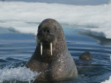 An Adult Atlantic Walrus Surfaces with a Juvenile Close Behind Her