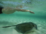 A Swimmer with a Southern Stingray