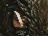 Buy Clown Fish Seeks Refuge Among Sea Anemone Tentacles at AllPosters.com