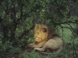 Buy A Male Lion, Panthera Leo, Rests in a Shady Spot on a Game Reserve at AllPosters.com