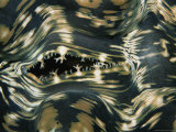 A Close View of the Exterior of a Giant Clam Mantle