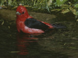A Scarlet Tanager, Piranga Olivacea, Bathes in a Small Pool