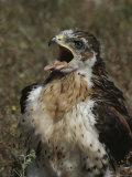 Juvenile Ferruginous Hawk