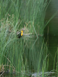 Yellow Headed Blackbird on Grasses