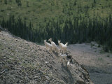 Mountain Goats on a Rocky Mountainside in the Yukon Territory