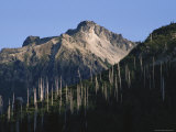 Sun-Bleached Trunks of Dead Trees Tower over New Growth in the Forest