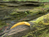 A Banana Slug Crawls Across a Moss-Covered Log in a Redwood Forest