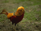 Close View of a Golden Pheasant
