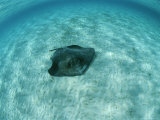 A Southern Stingray, Dasyatis Americana, Lies on a Sandy Sea Floor