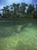 Florida Manatee, Crystal River, Florida