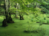 Swamp Landscape, Jasmund National Park, Germany