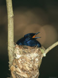 Buy A Male Victorias Riflebird in Nest, Cape York Peninsula, Queensland at AllPosters.com