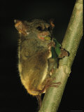 Buy A Tarsier Climbs a Tree as it Feeds on an Insect at AllPosters.com
