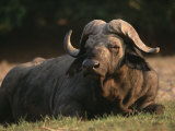 A Cape Buffalo