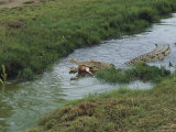 Buy Saltwater Crocodile Farm, Queensland, Australia at AllPosters.com