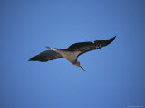A Marabou Stork in Flight