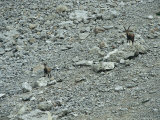 European Ibex on Rocks, Berchtesgaden National Park, Germany