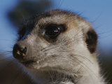 Buy A Close View of a Meerkats (Suricata Suricatta) Face at AllPosters.com