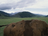 A Bison Walks Through Fields on the Side of Bighorn Scenic Byway