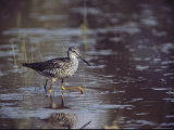 A Greater Yellowlegs Bird in a Chincoteague, Virginia Wetland