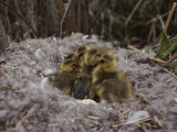 Close View of Canada Goslings Huddled in Their Nest