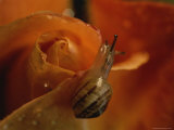 Close View of a Snail on a Dew-Covered Rose