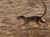 An Adult Meerkat Runs Through the Kalahari Desert