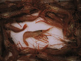 Close View of Shrimp Catch, Clayoquot Sound, Vancouver Island