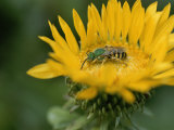 A Bee Feeding on a Flower