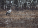 A Common Crane Stands on Marshy Ground in a Light Snowfall