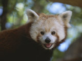 Close View of a Red Panda