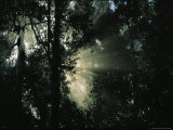 Sunlight Shines Through Borneos Rain Forest