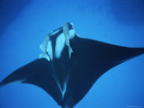 Two Remoras Hitch a Ride on the Head of a Manta Ray, Manta Birostris