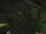 A Red Spider Lies in Wait for a Meal on His Dew-Covered Web