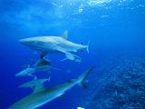 Buy Gray Reef Sharks, Bikini Atoll, Marshall Islands, Micronesia at AllPosters.com